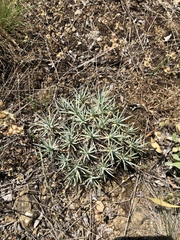 Acantholimon acerosum