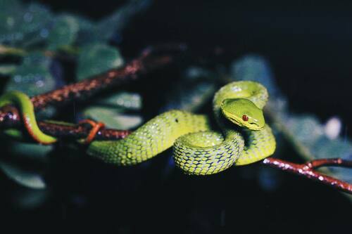 Guo's Green Pit Viper