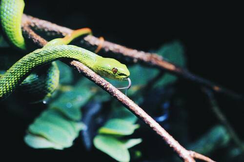 Guo's Green Pit Viper