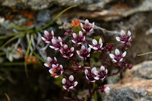 Saxifraga punctulatoides