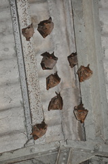 Hypsignathus monstrosus