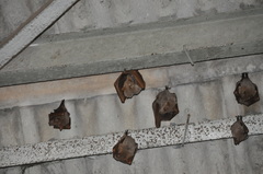 Hypsignathus monstrosus