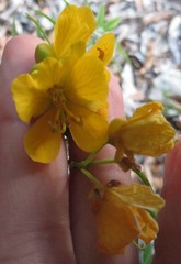 Senna ligustrina