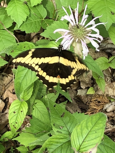 Giant swallowtail
