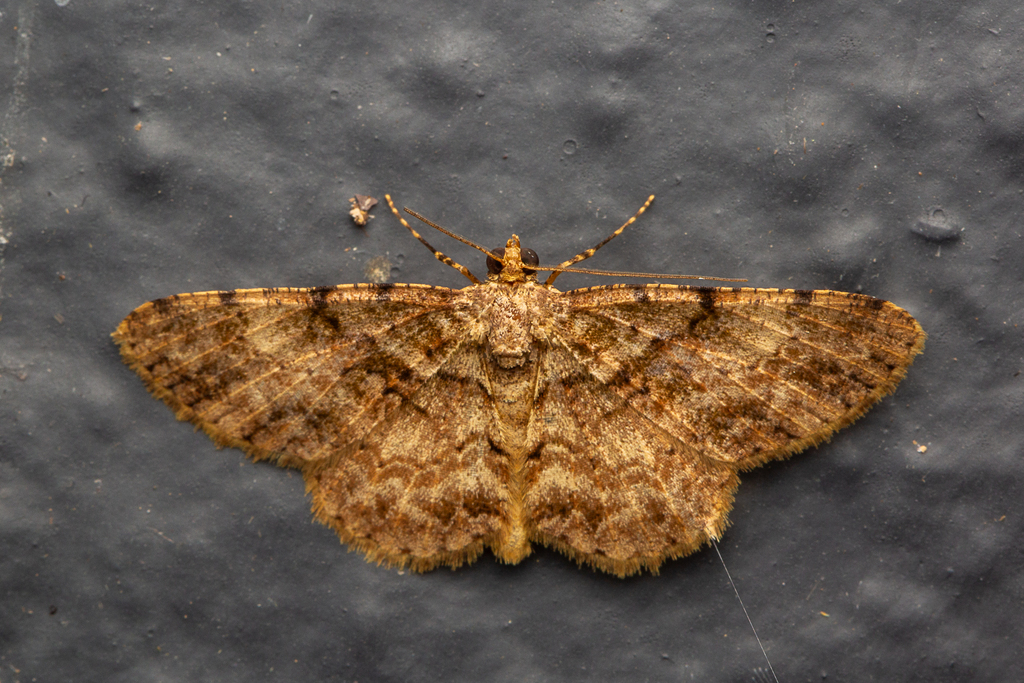 Psilalcis calcicola