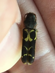 Neoclytus conjunctus