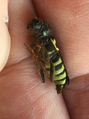 Neoclytus conjunctus