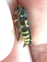 Neoclytus conjunctus