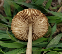 Agrocybe retigera