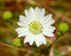 Hemizonia congesta luzulifolia