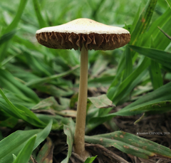 Agrocybe retigera