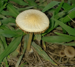 Agrocybe retigera