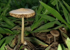 Agrocybe retigera