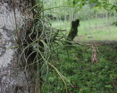 Tillandsia butzii