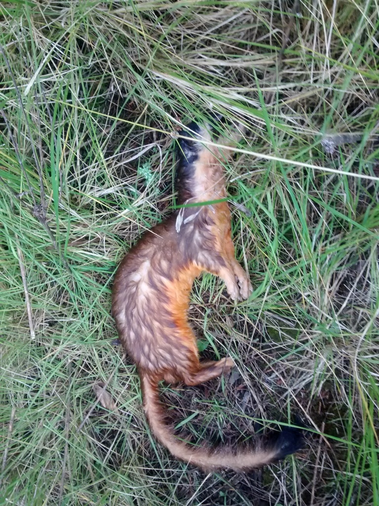Bridled Weasel _ Native of the Month: Long-tailed weasel – IPYGMC