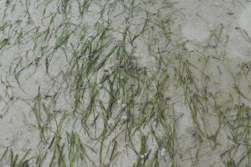 Image of Halodule wrightii by (c) Kristály Cravens-Liszak, some rights reserved (CC BY)