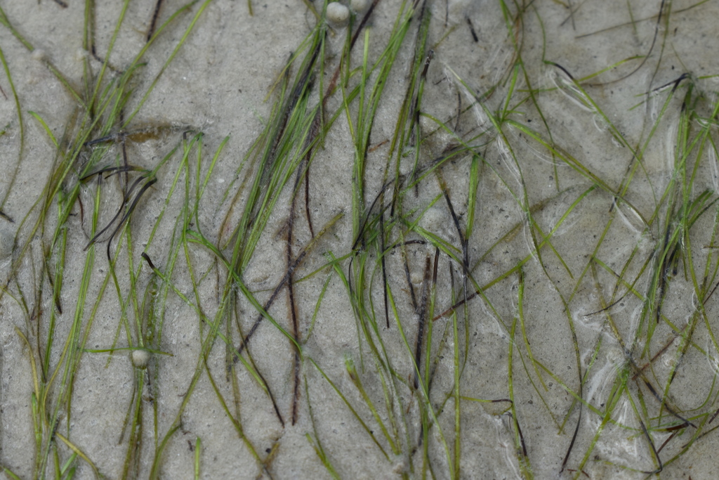 Shoalweed (Halodule wrightii)