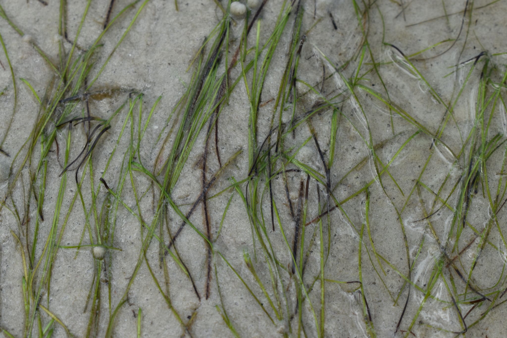 Shoalweed (Halodule wrightii)