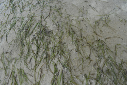 Image of Halodule wrightii by (c) Kristály Cravens-Liszak, some rights reserved (CC BY)