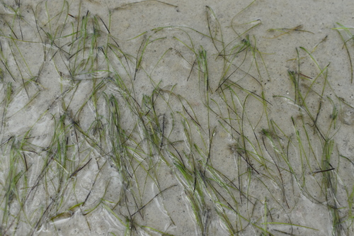 Image of Halodule wrightii by (c) Kristály Cravens-Liszak, some rights reserved (CC BY)