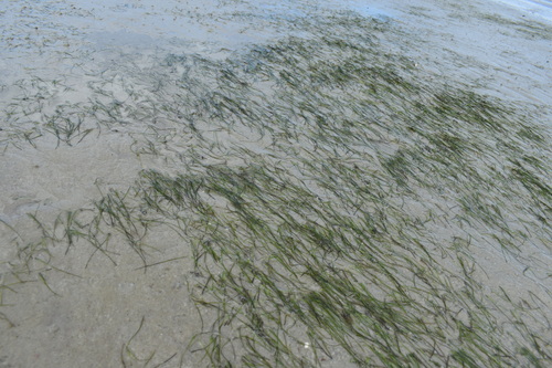 Image of Halodule wrightii by (c) Kristály Cravens-Liszak, some rights reserved (CC BY)