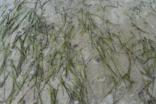 Image of Halodule wrightii by (c) Kristály Cravens-Liszak, some rights reserved (CC BY)