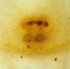 Phanias concoloratus