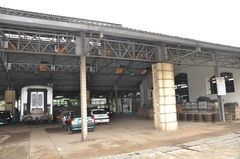 Hypsignathus monstrosus