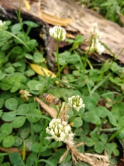Apis mellifera