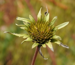 Balsamorhiza macrolepis