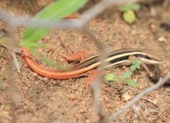 Ophisops leschenaultii