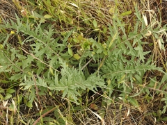 Balsamorhiza macrolepis