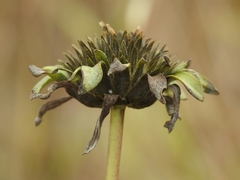 Balsamorhiza macrolepis