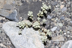 Raoulia hookeri hookeri