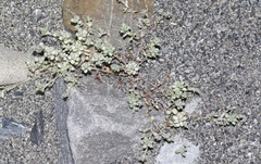 Raoulia hookeri hookeri