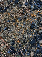 Anthracobia macrocystis