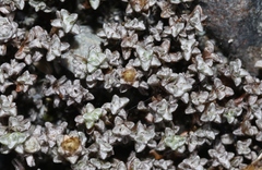 Raoulia hookeri hookeri