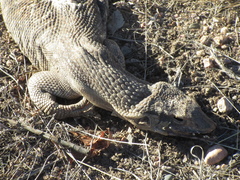 Varanus exanthematicus