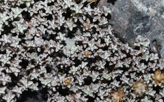 Raoulia hookeri hookeri