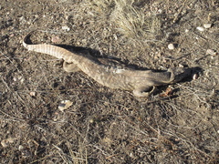 Varanus exanthematicus