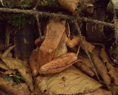 Lithobates sylvaticus image