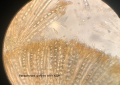 Anthracobia macrocystis