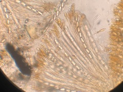 Anthracobia macrocystis