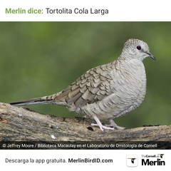 Columbina inca