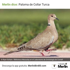 Streptopelia decaocto