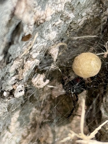 Southern Black Widow