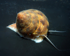 Calliostoma gloriosum