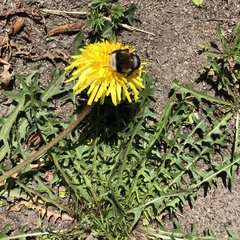 Bombus