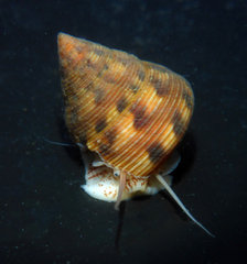 Calliostoma gloriosum