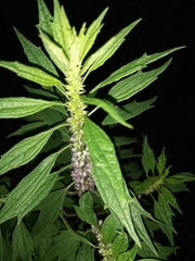 Agastache scrophulariifolia
